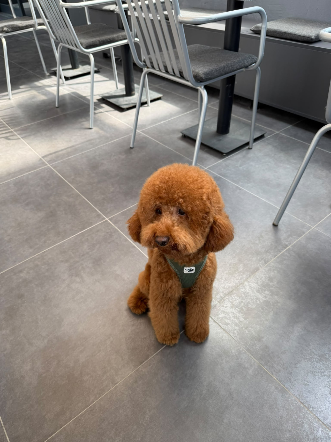 Miniature Poodle Oğlumuz Buddye eş arıyoruz. 2